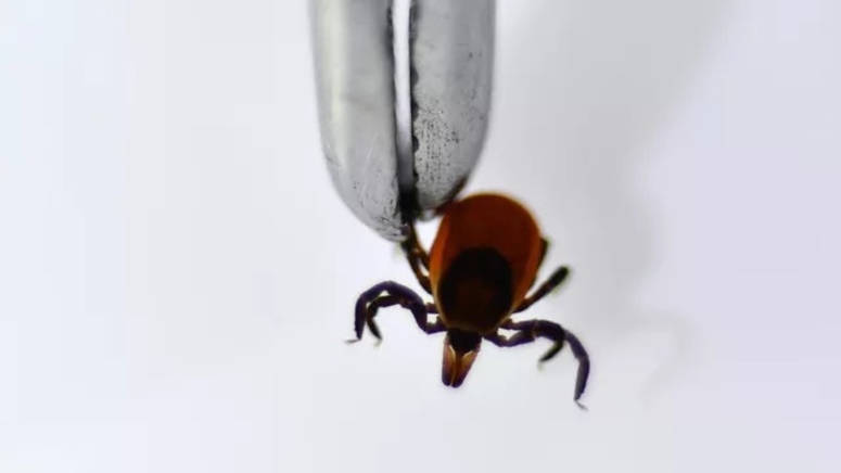 Клещи пробрались «под бок» россиянам, используя «троянские ёлки»