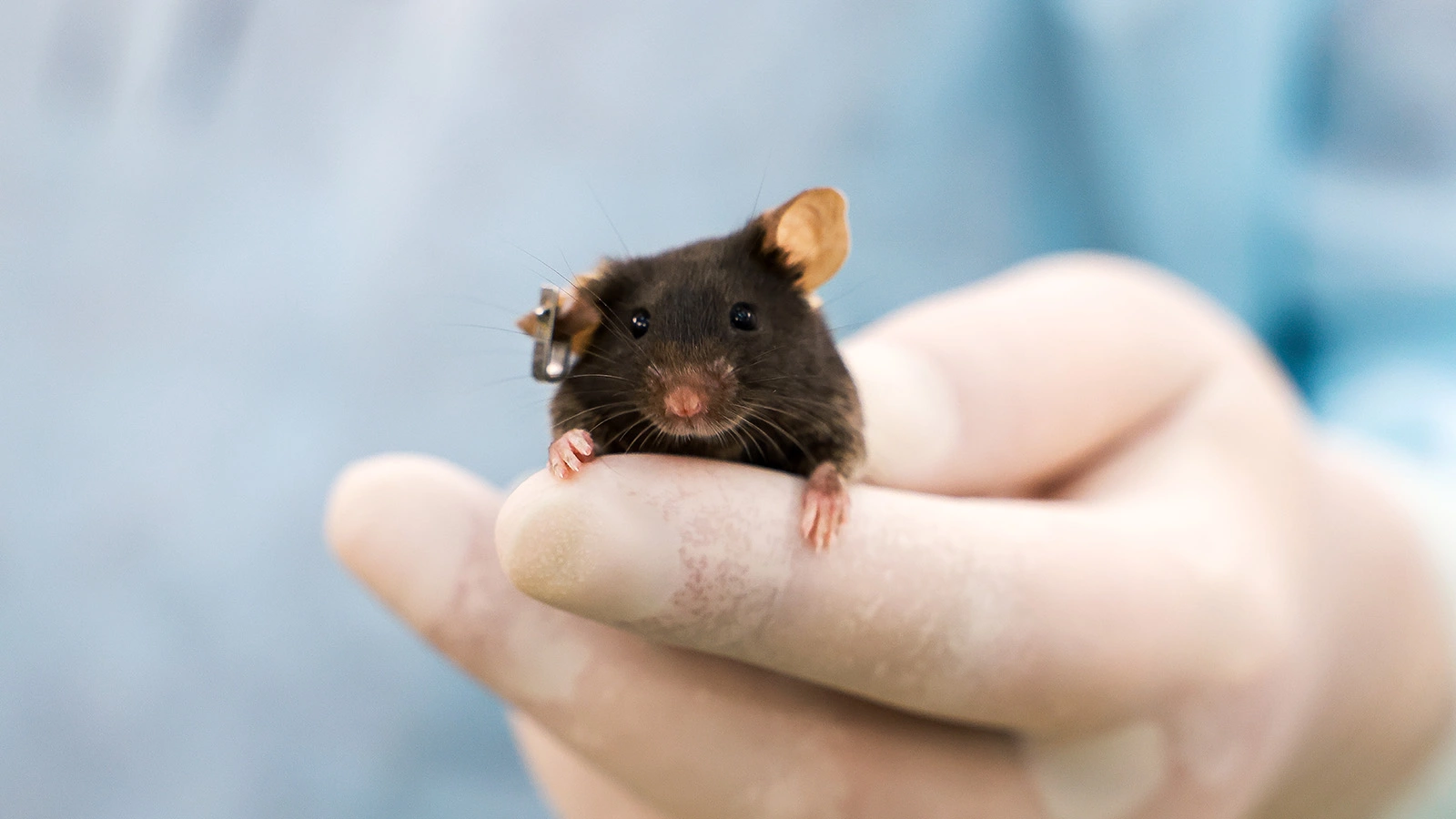 Мышиная лихорадка набирает обороты в России