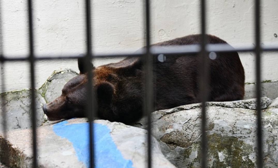Обитатель казанского зооботсада бурый медведь Фома отправился в спячку