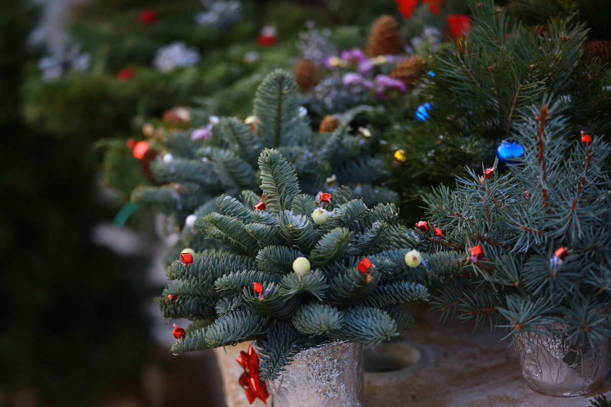 Продажи живых елей рушатся в России из-за популярности искусственных моделей