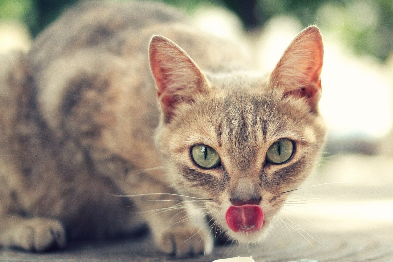 Проглатывание мишуры может обернуться смертью питомца, предупредила ветеринар