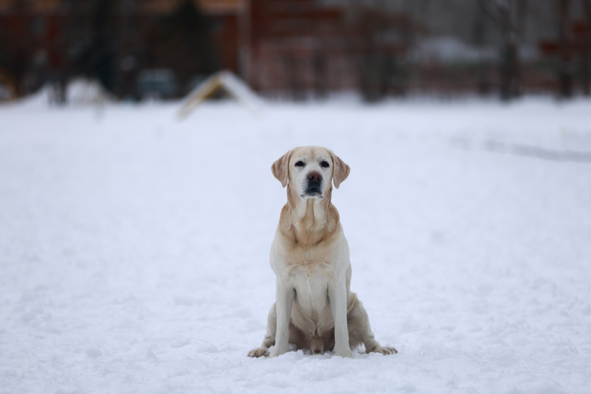 Татарстанцев предупредили, что новогодний стол смертельно опасен для питомцев
