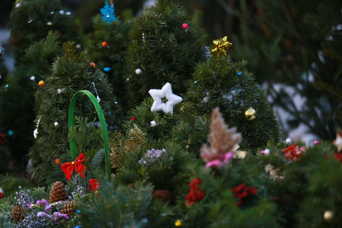 Назвали дату открытия точек, куда казанцы смогут сдать елку на переработку