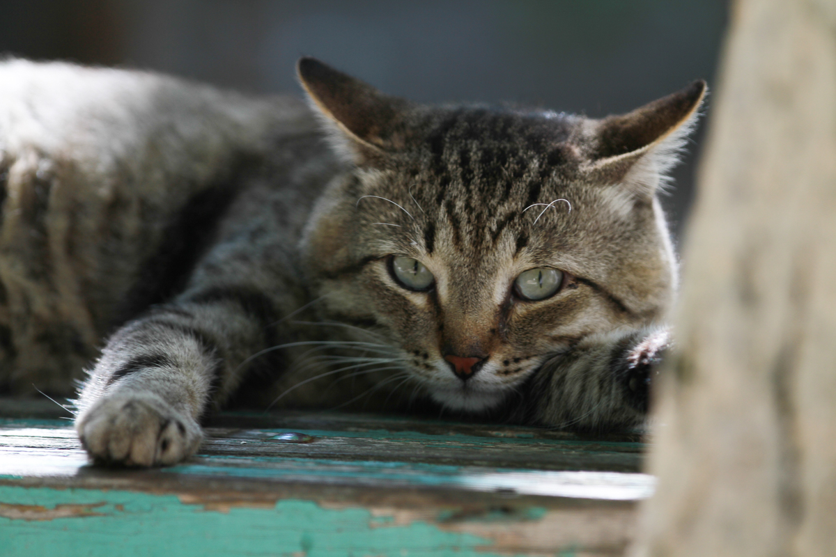В комитете Госдумы одобрили регламентацию разведения животных