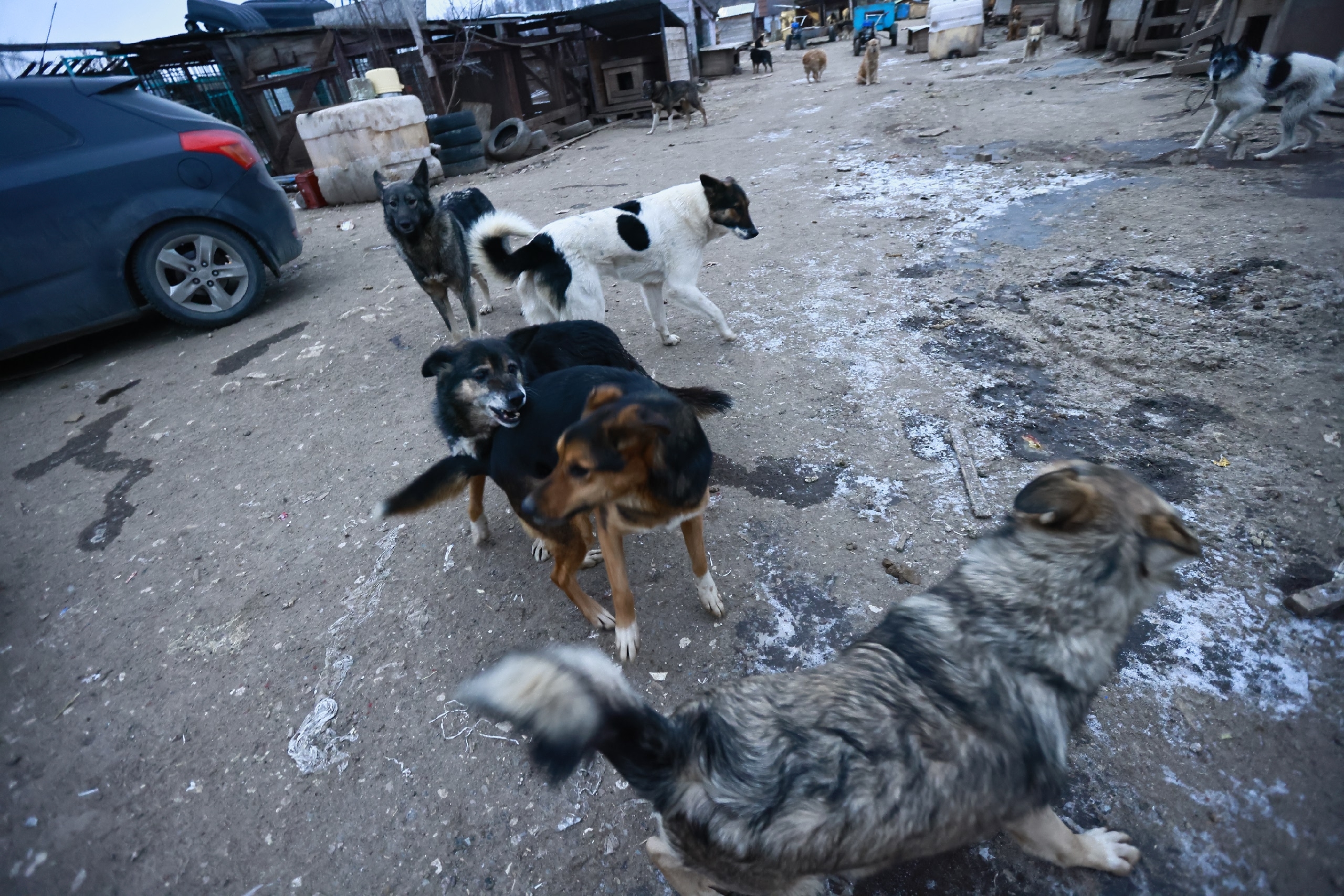 Собаки, напугавшие в Зеленодольске маму с ребенком, оказались не бездомными