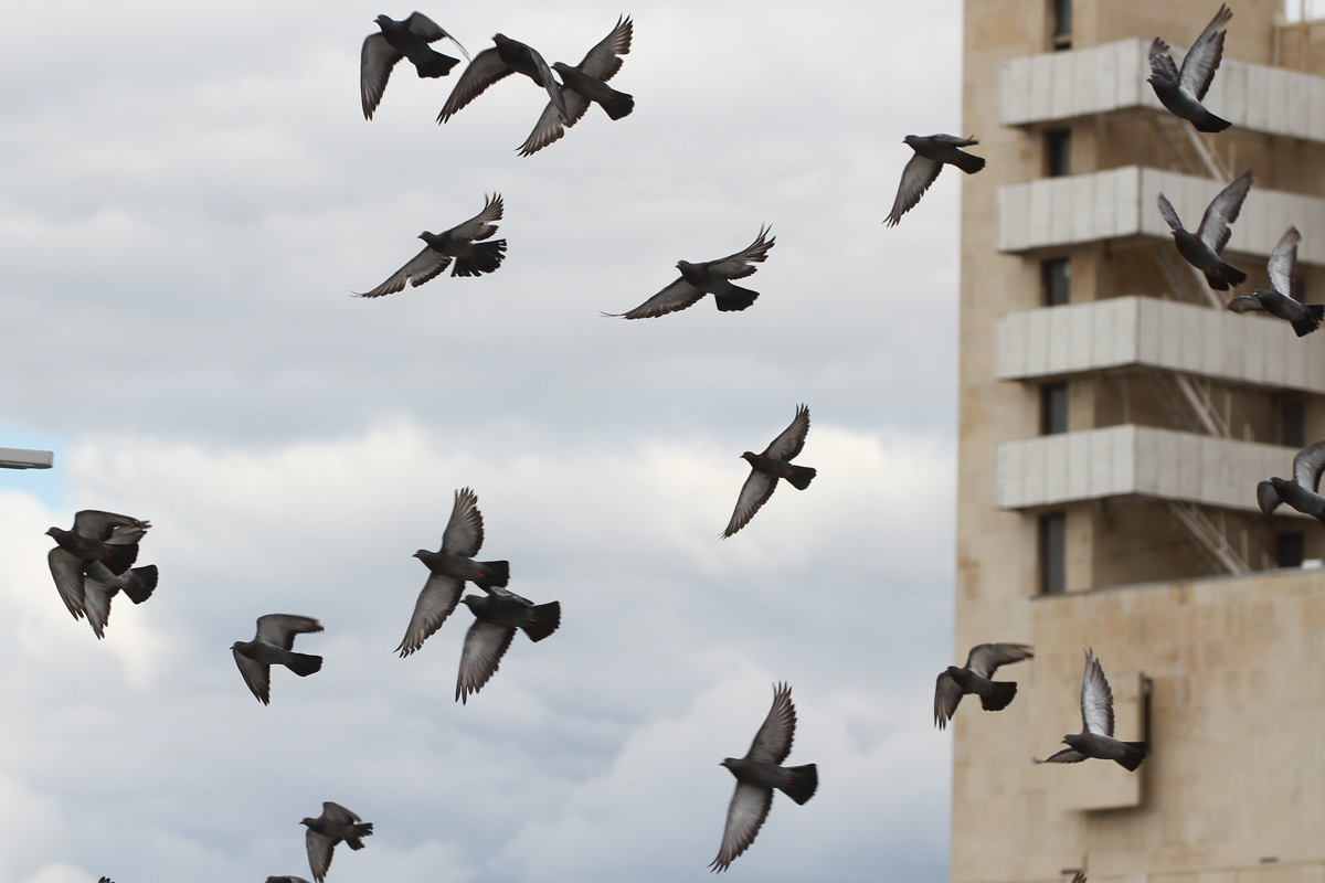 Чем можно подкармливать птиц зимой, объяснила студентка КФУ