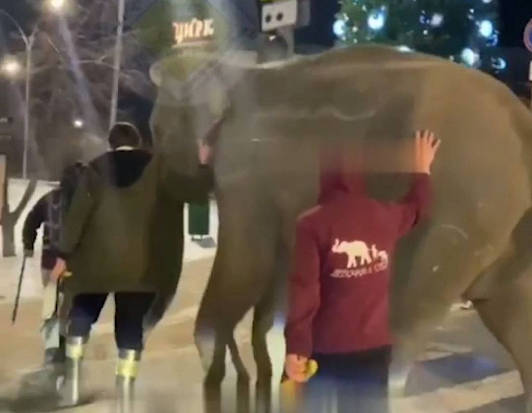Слон сбежал из цирка в Самаре и прогулялся по центру города