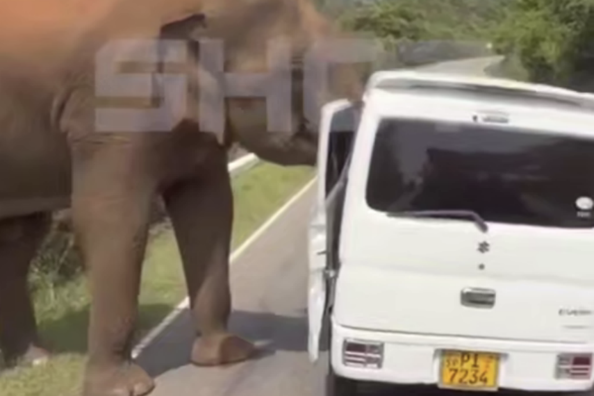 Слон атаковал автобус с туристами из России на Шри-Ланке