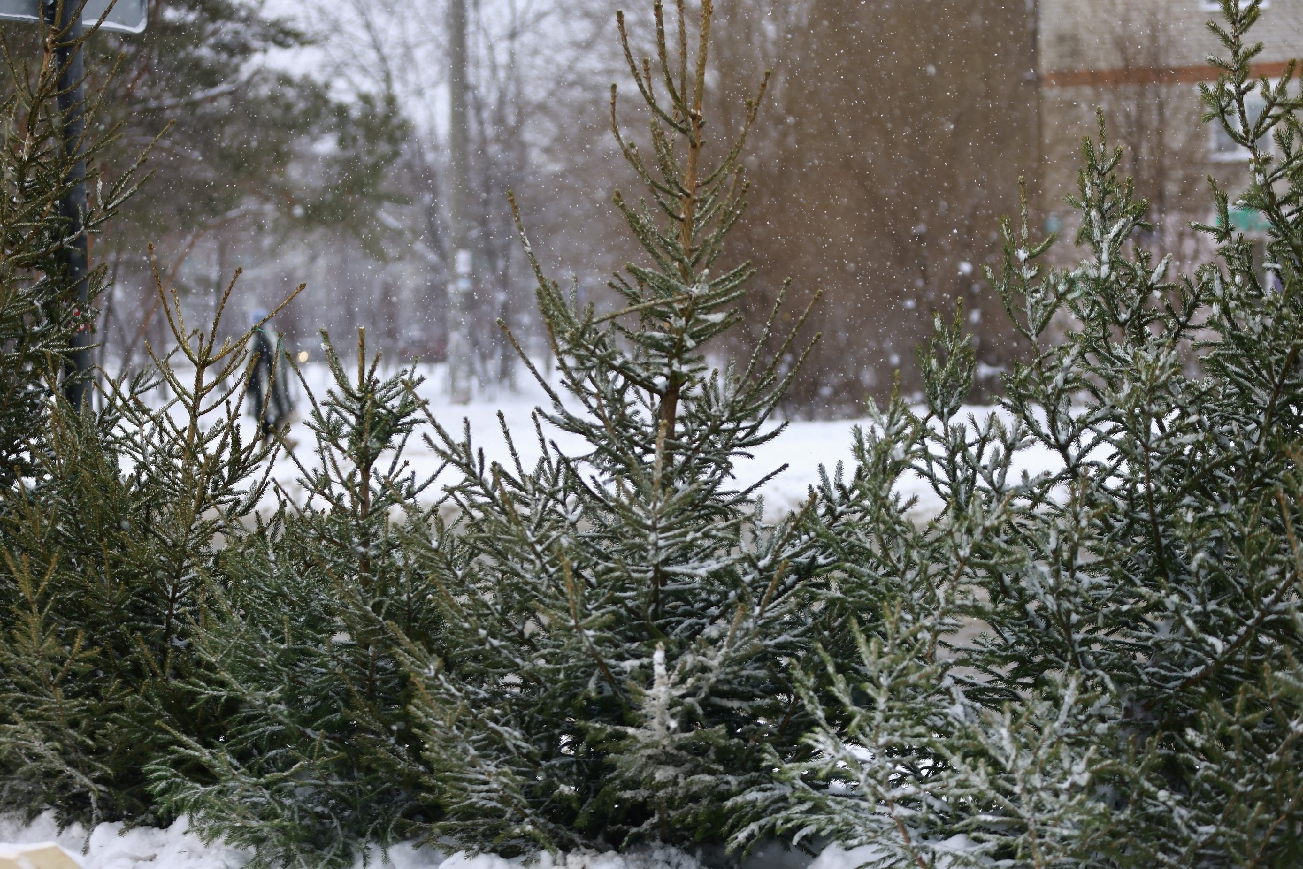 Три тысячи хвойных деревьев приняли во время акции «Елки-палки» в Казани