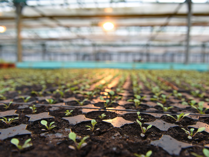В казанском посёлке построят базу для обслуживания городского плодопитомника