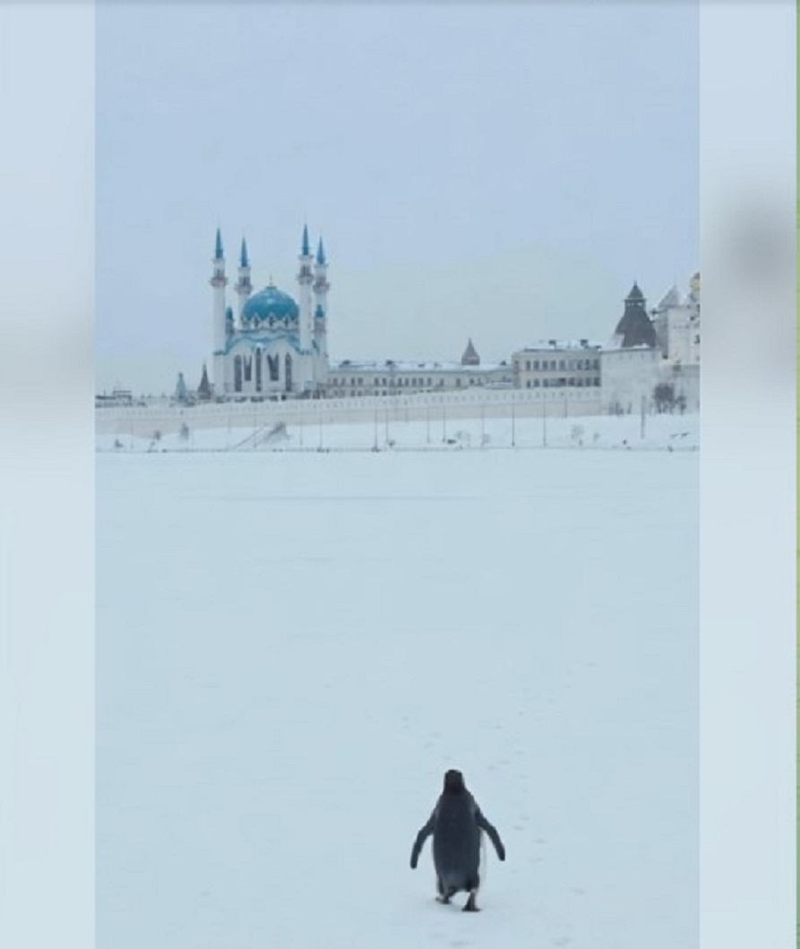 Минниханов присоединился к тренду с уходящим от стаи пингвином