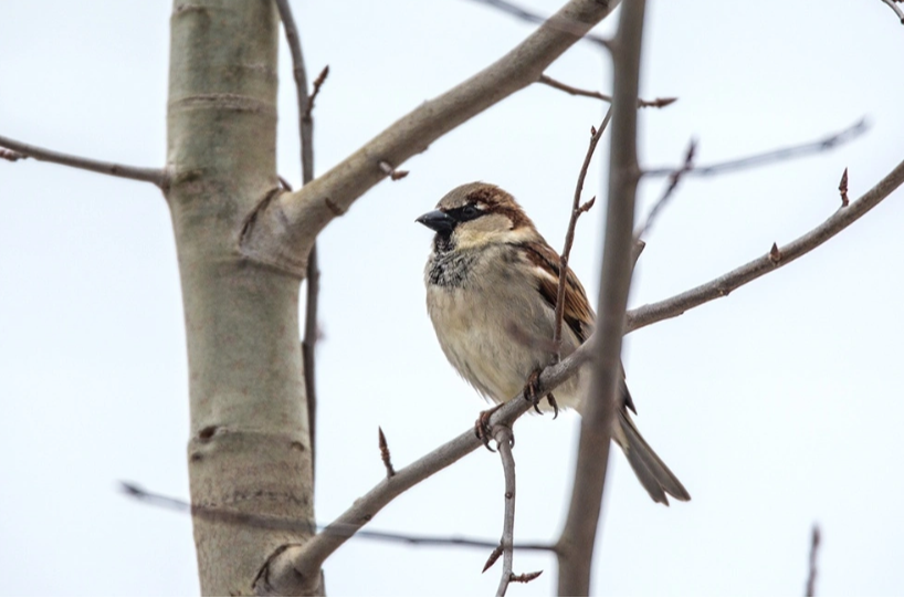 Перепись воробьев проведут в России