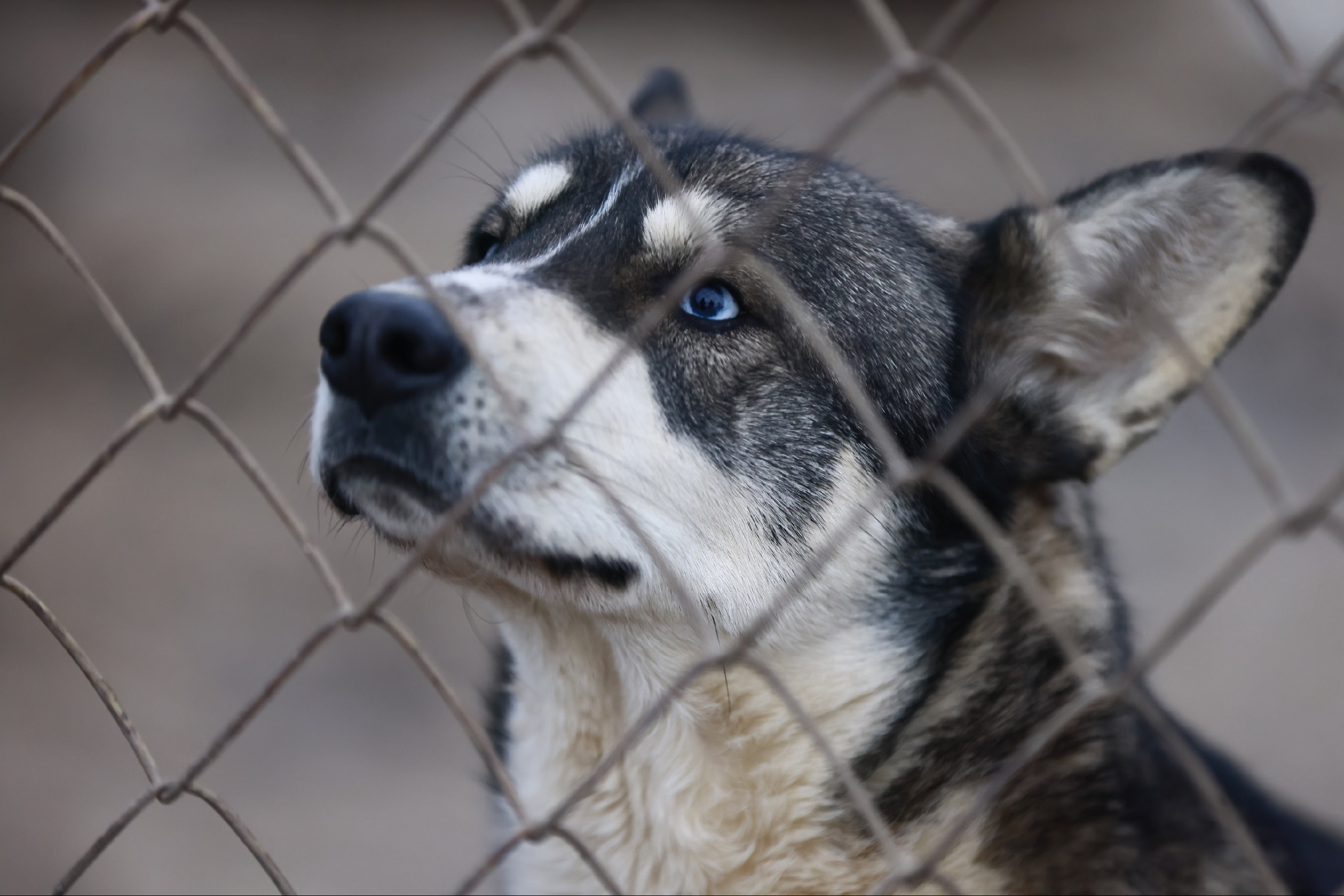 Татарстанцам напомнили о штрафах за отсутствие регистрации домашних собак