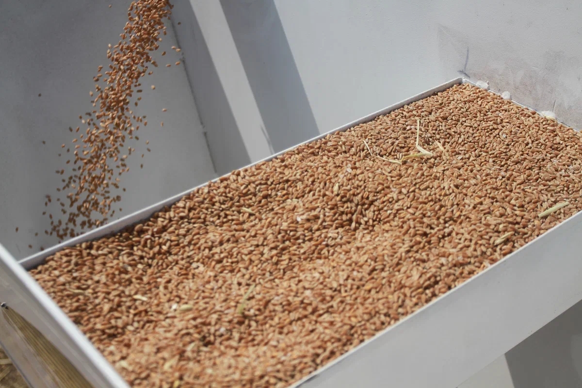 Россельхознадзор не одобрил декларации на 128 тысяч тонн зерна в Татарстане