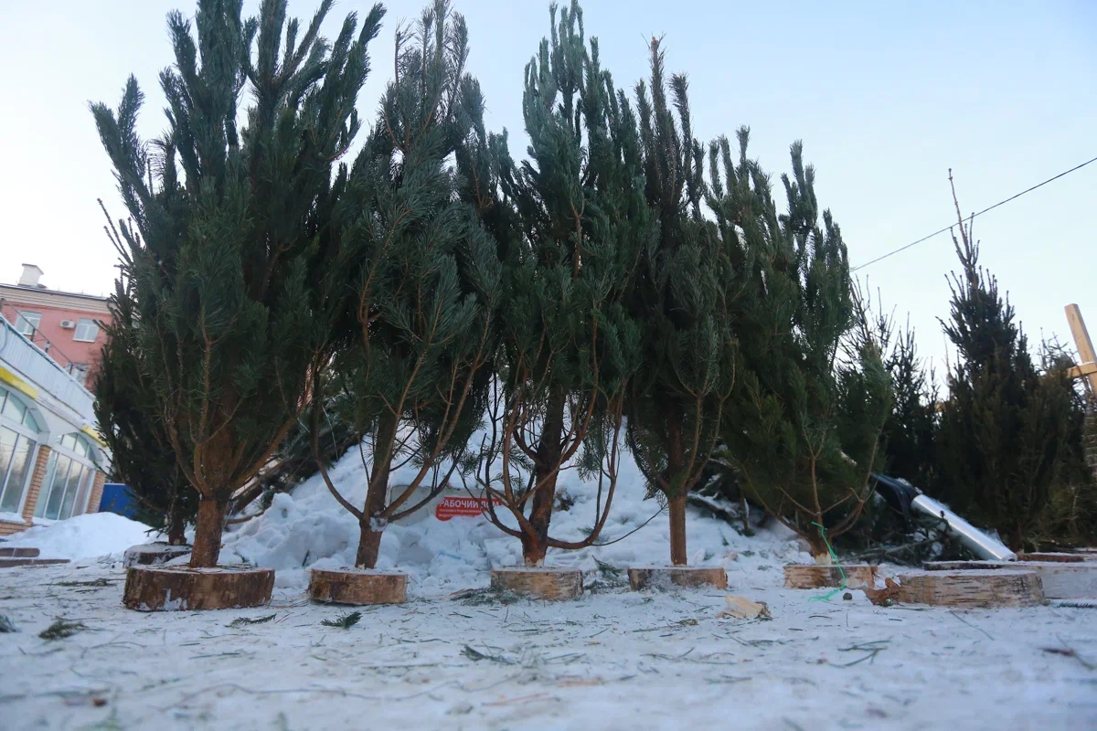 Собранные в ходе акции елки в Казани измельчат и отправят на благоустройство