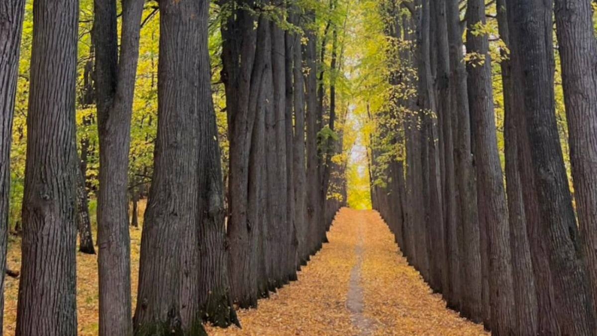 В суде хотят оспорить включение парка усадьбы Паулуччи в Татарстане в реестр ОКН