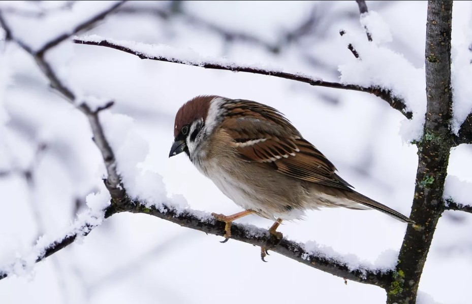 Во время переписи воробьев в Татарстане считали более 400 человек