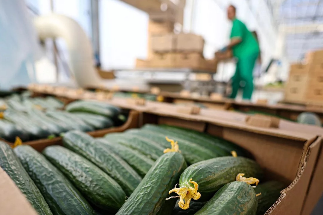 Липовый ажиотаж: как татарстанцы наращивают цены на огурцы и страдают