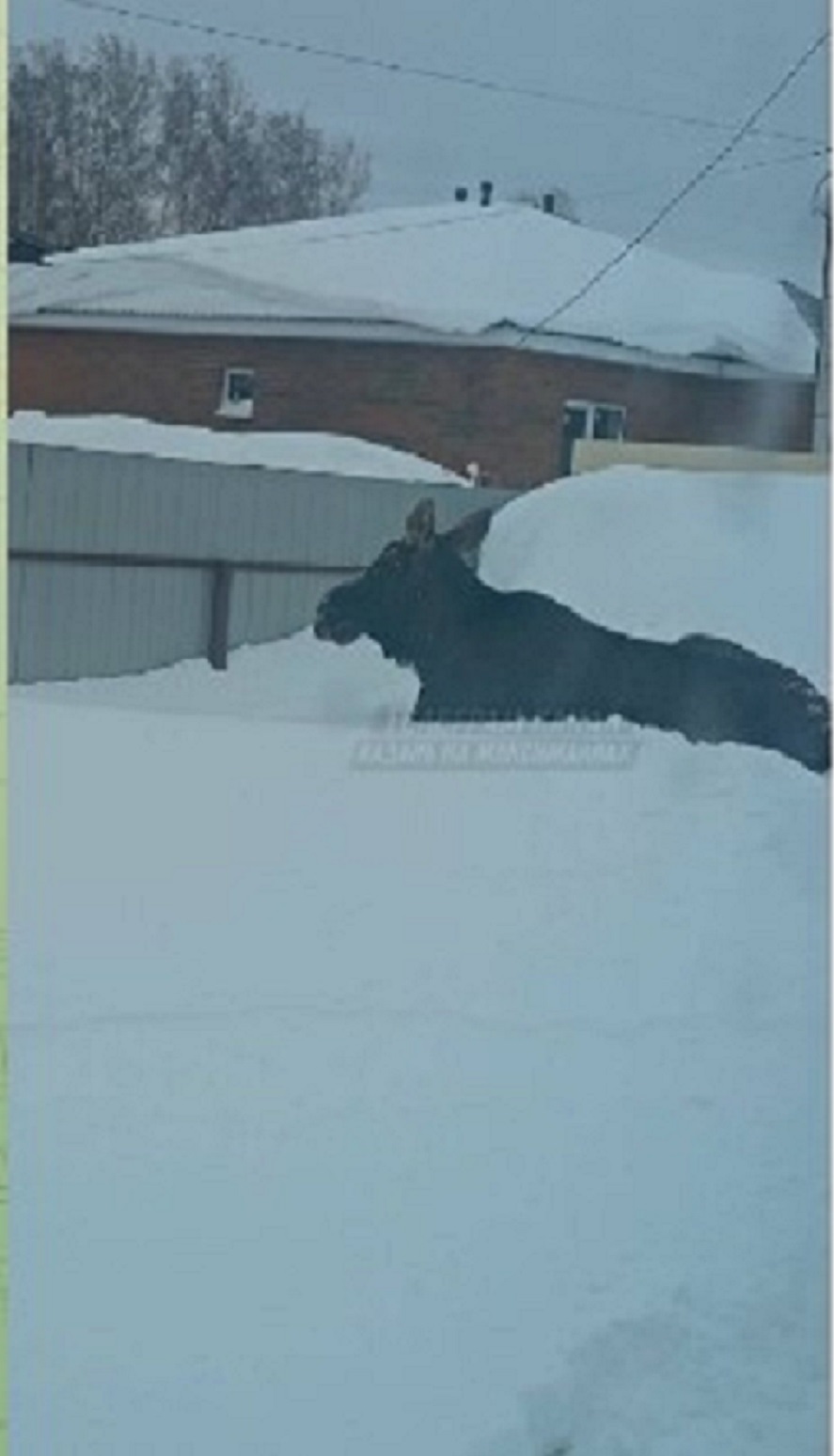 Лось пришел в село под Казанью за помощью