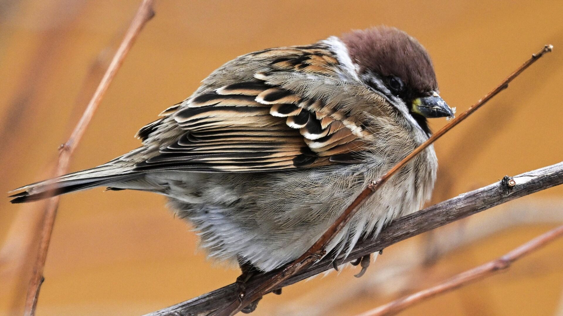 Воробьи в городах страдают ожирением из-за фастфуда, заявила биолог Феоктистова