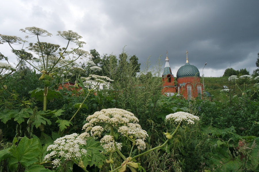 Власти Татарстана увеличили финансирование борьбы с борщевиком до 50 млн
