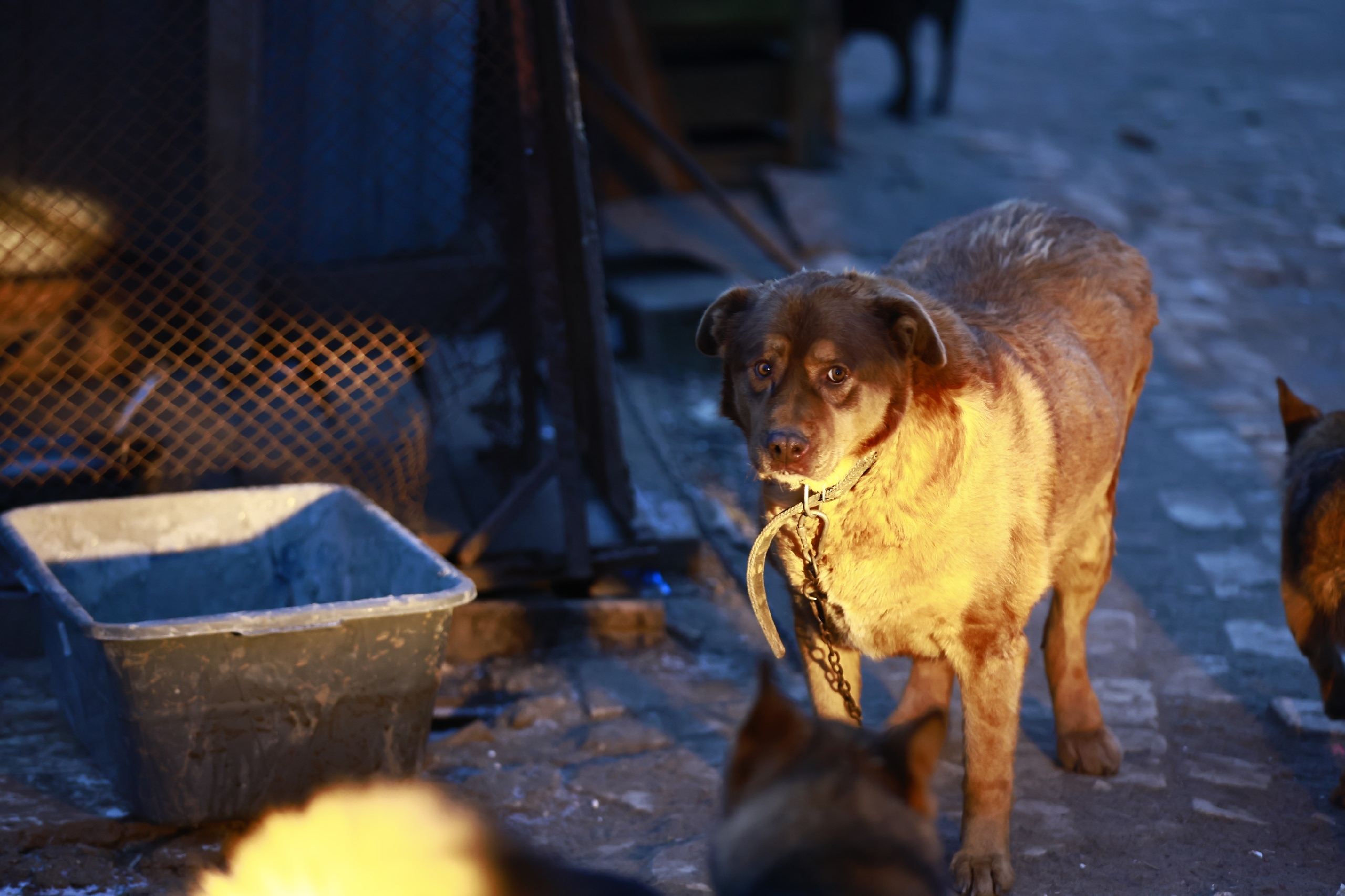 20 дней на поиск хозяина: Татарстан предлагает усыплять собак в случае ЧП