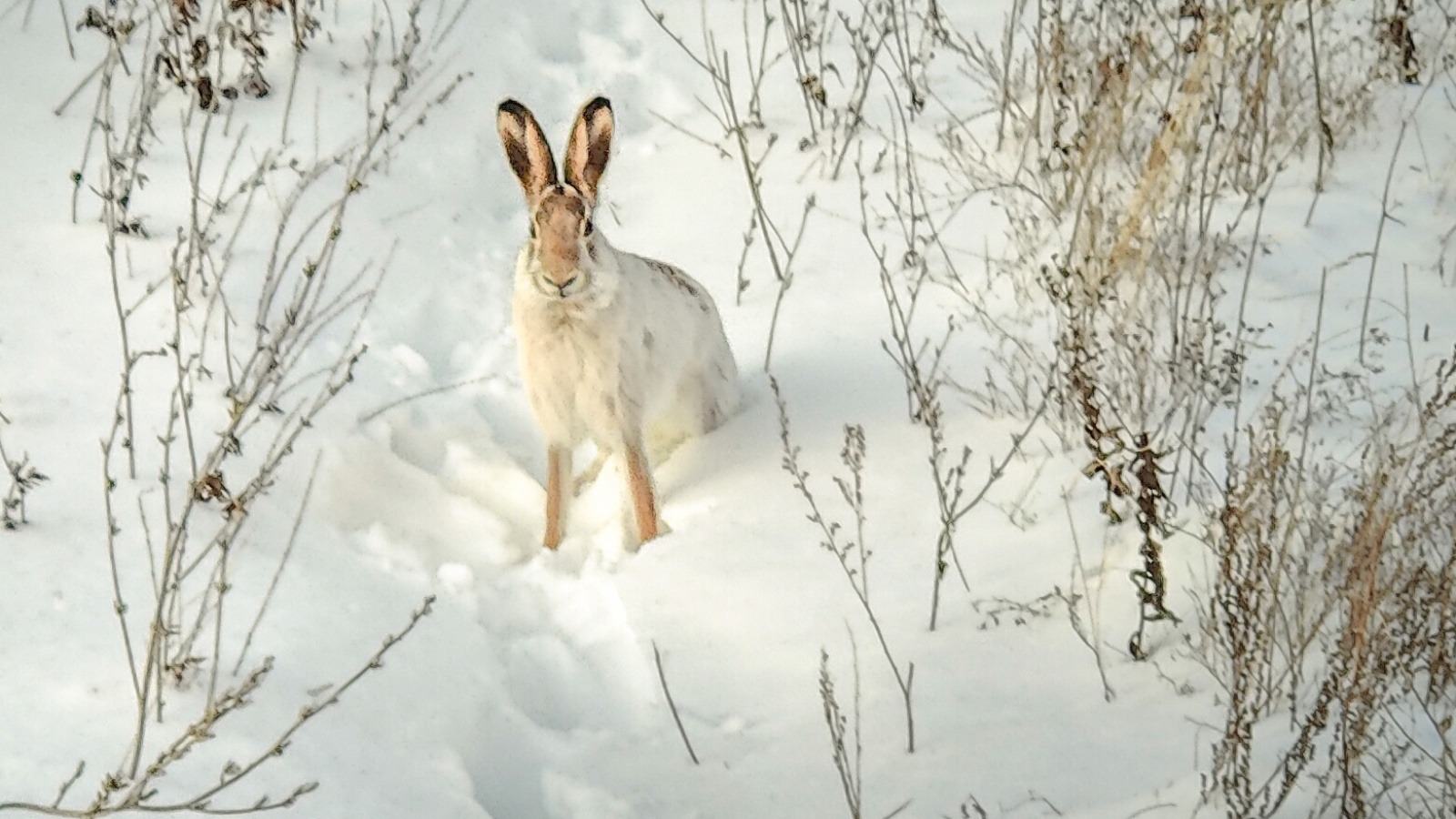 В Татарстане завершается сезон охоты на лис, зайцев и кабанов