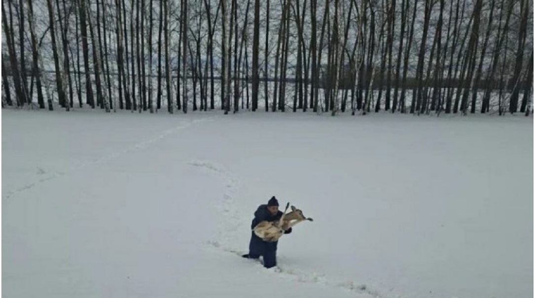 За спасенной в Татарстане косулей с поврежденной ногой присмотрят специалисты