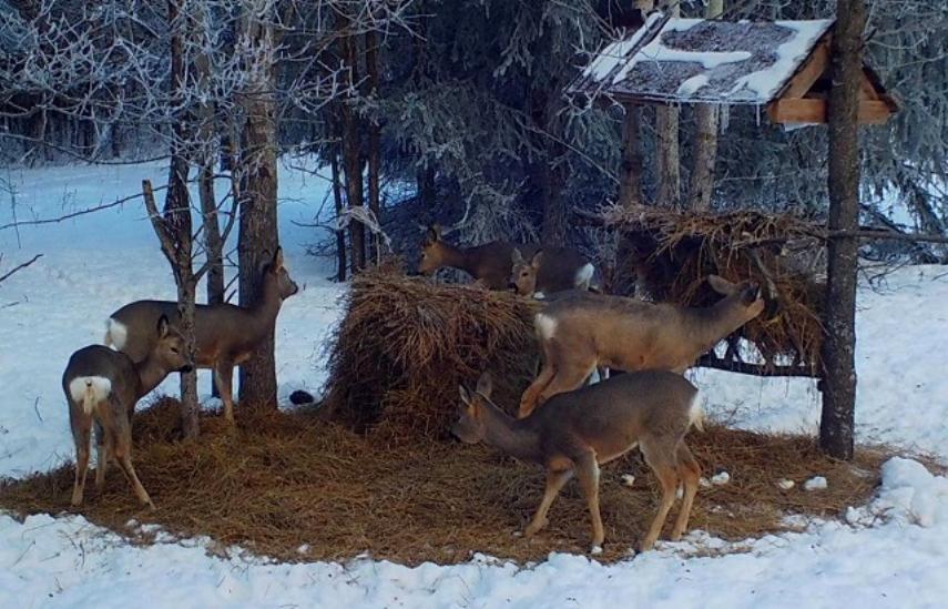 Двух косуль, провалившихся под лёд, спасли в Татарстане