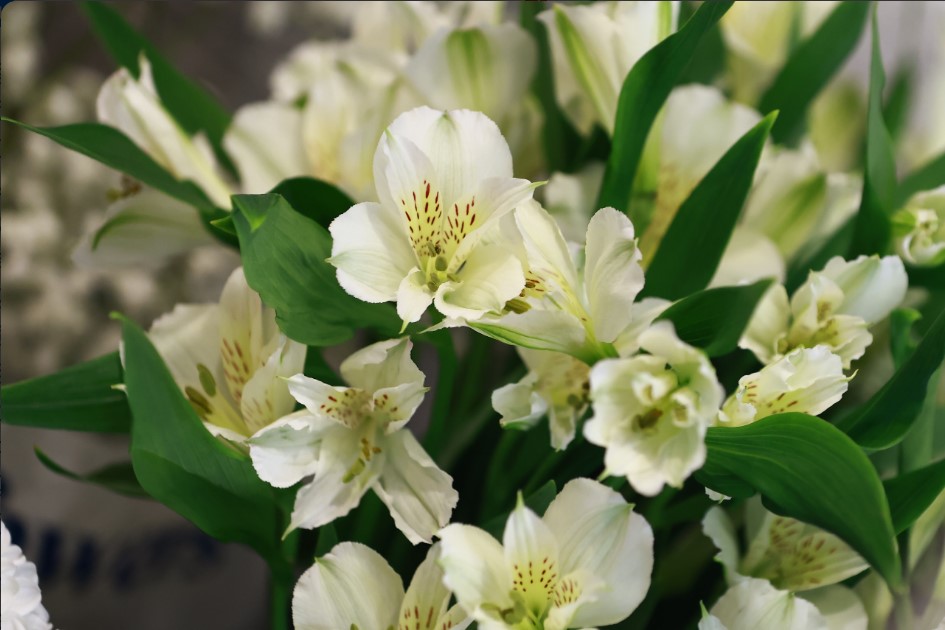 Эксперт Казанского университета предупредил об опасности цветов