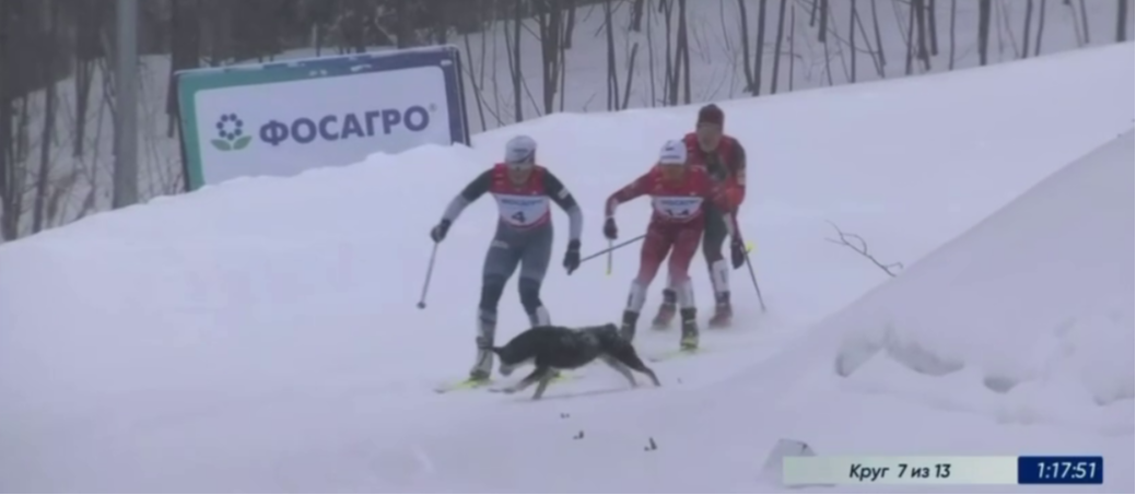 Собака сбила с ног двух лыжниц в марафоне на ЧР