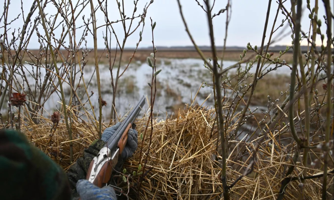 Татарстанцу не успели дать «уголовку» за убитого лося