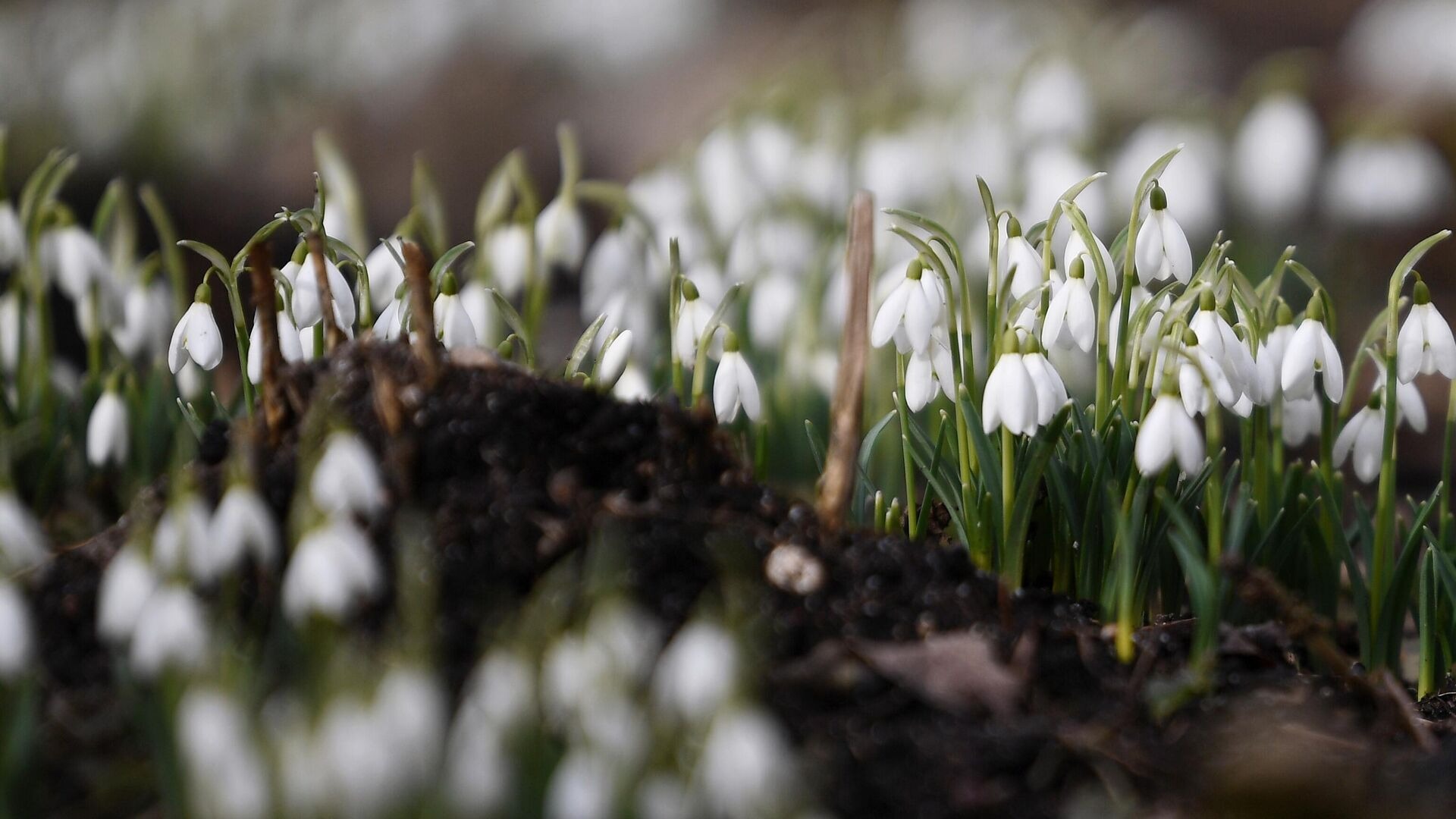 За сбор подснежников и хохлаток грозит штраф до миллиона рублей