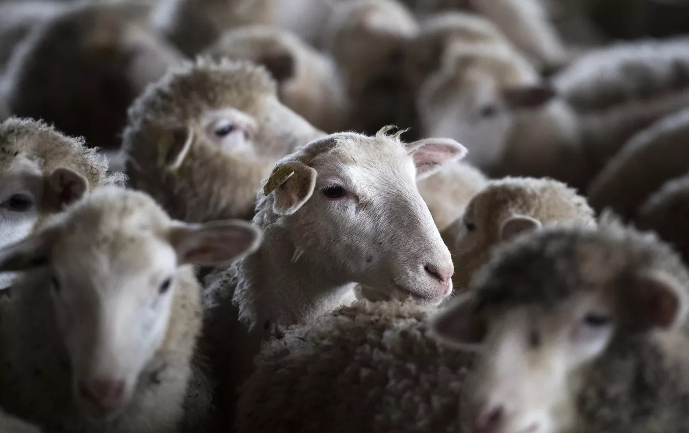 Перед Курбан-байрамом в Татарстан пытались провезти 13 животных без документов