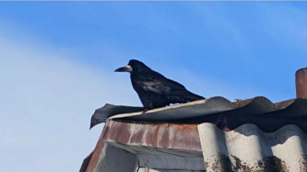 В Татарстан прилетели первые грачи