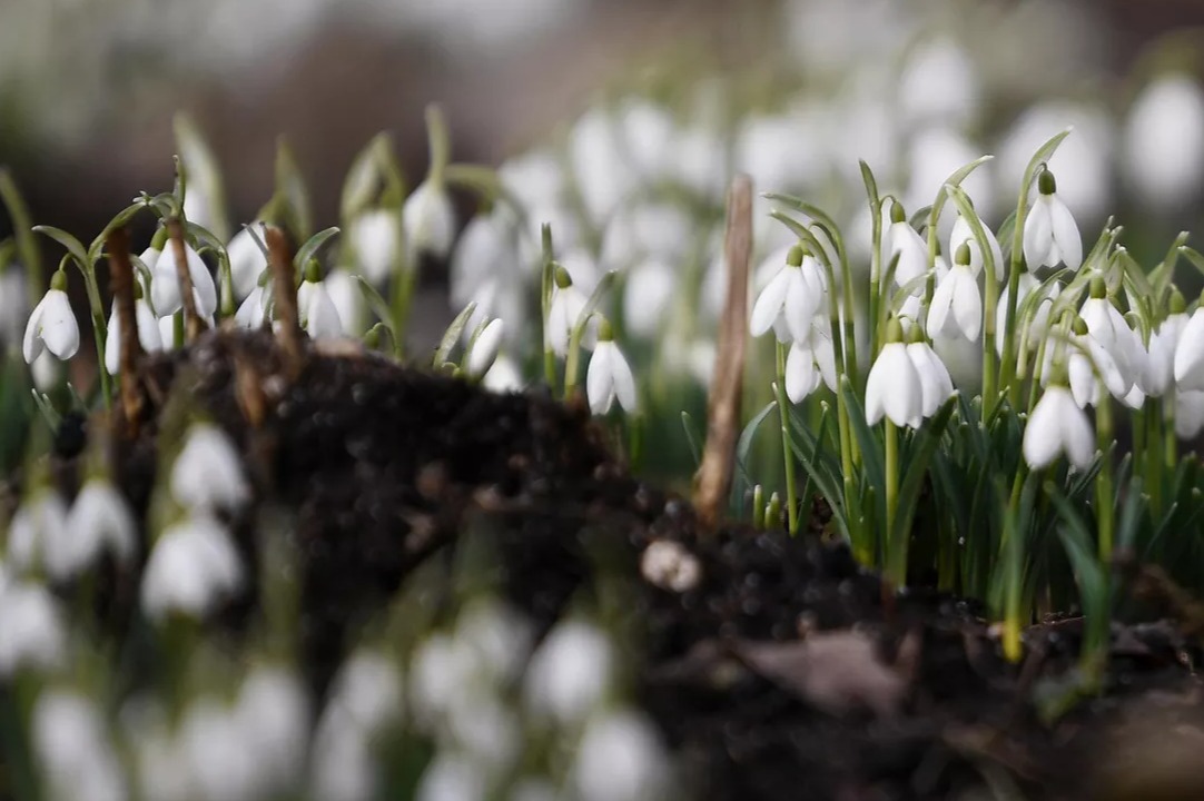 За сбор подснежников россиянам грозит «уголовка»