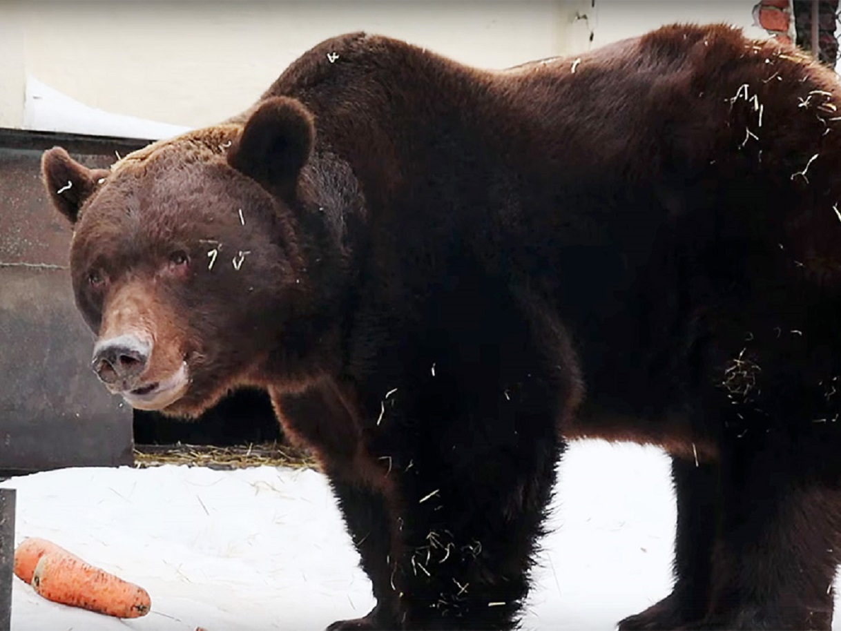 Медведь Фома в зоопарке Казани вышел из спячки на месяц раньше