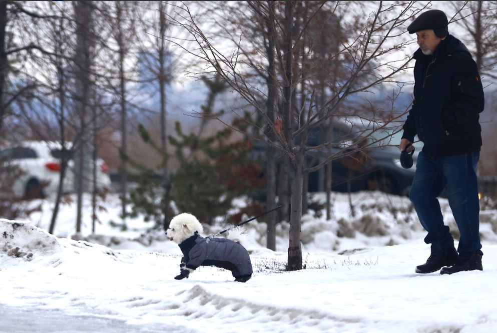 В России начнет действовать ГОСТ на собачьи площадки