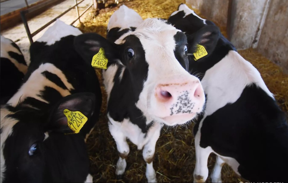 Татарстан намерен ограничить ввоз скота из неблагополучных регионов