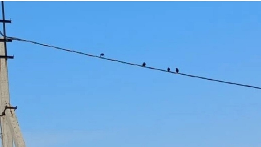 Вслед за грачами в Татарстан прилетели лесные голуби, жаворонки и скворцы