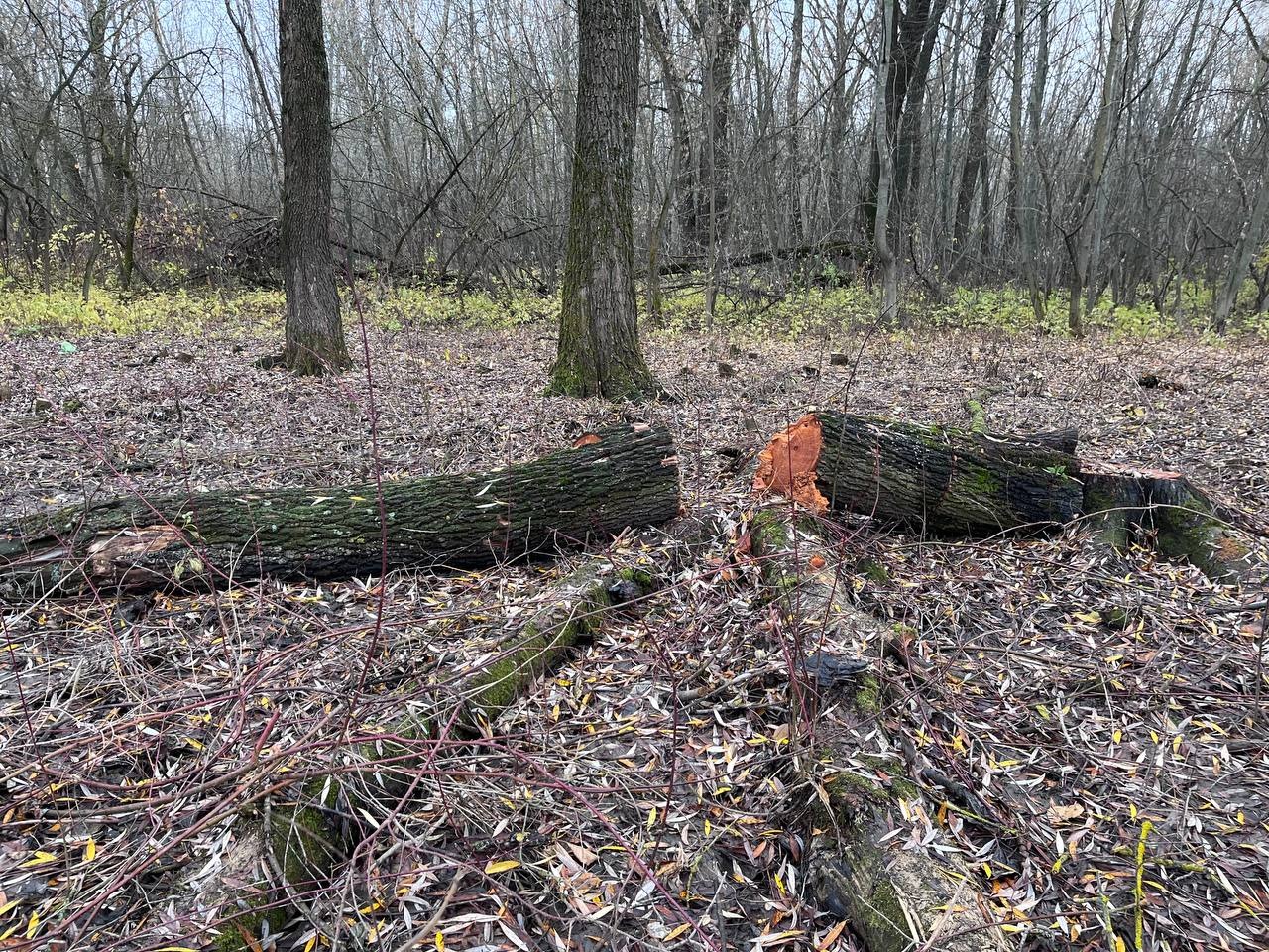 Биолог предупредил о рекордном нашествии клещей в этом году