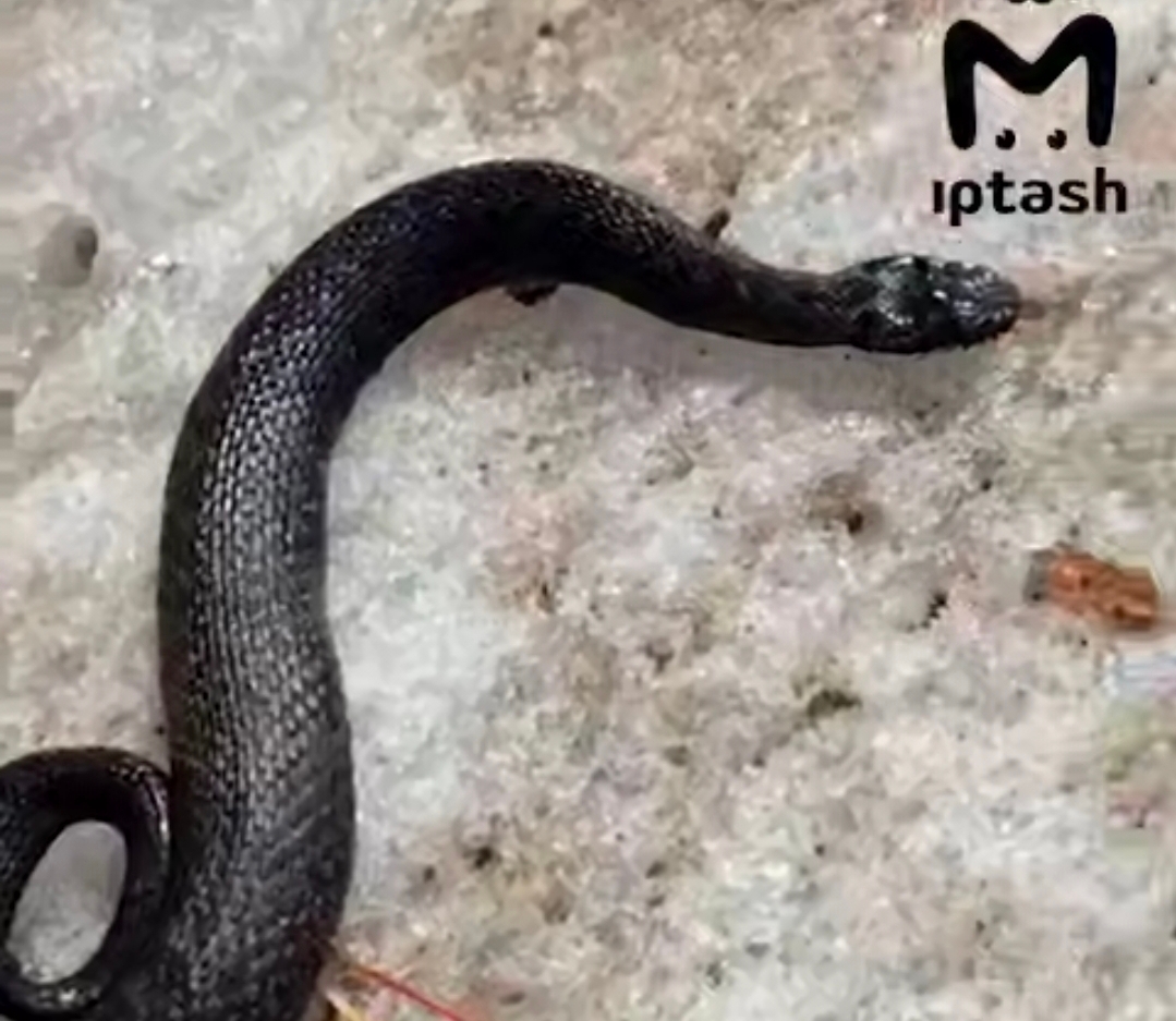 В Татарстане проснулись змеи