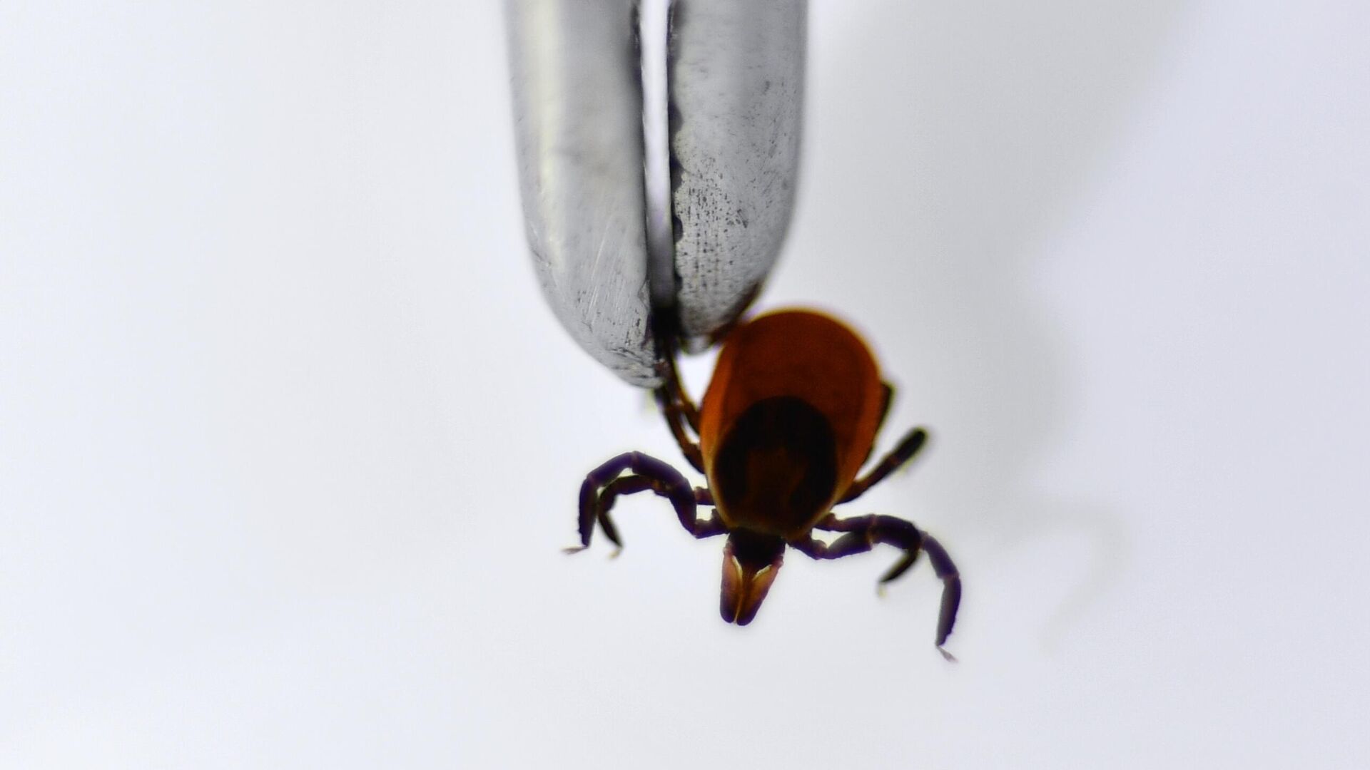 Клещевым энцефалитом можно заразиться без укуса, предупредили в Роспотребнадзоре