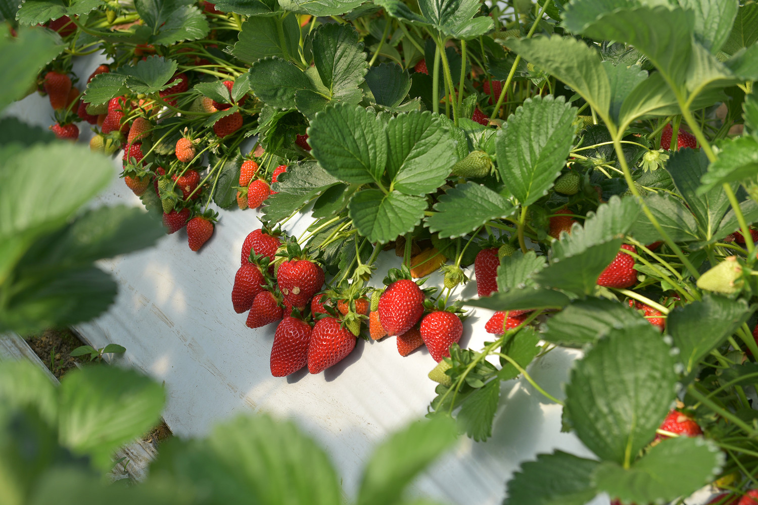 «ИИ-саженцы» могут запретить продавать в России