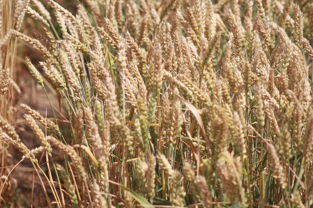 В Татарстане проведут госмониторинг 2,2 млн тонн пшеницы