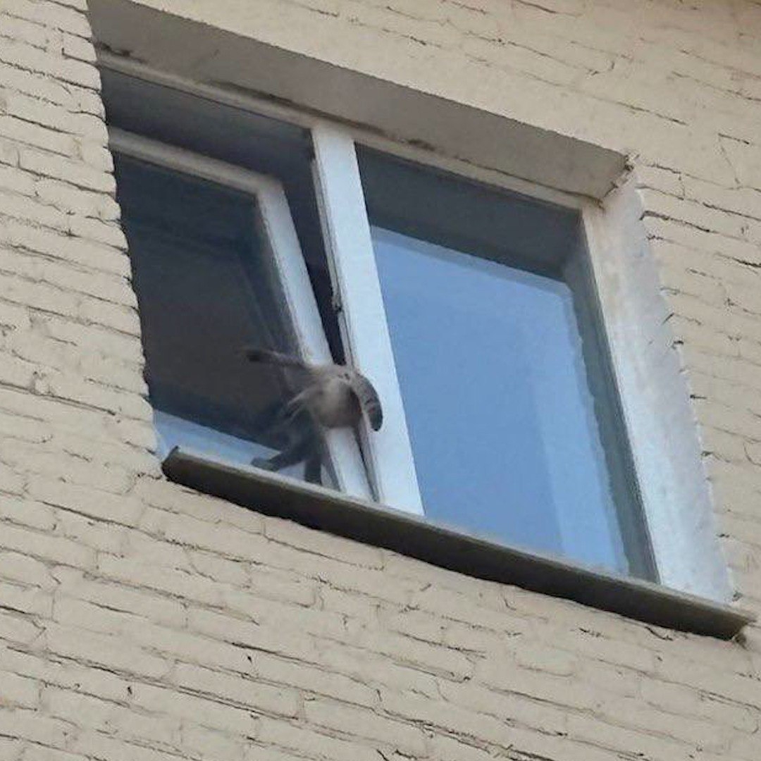 Владельцев кошек предупредили о проблемах из-за теплой погоды