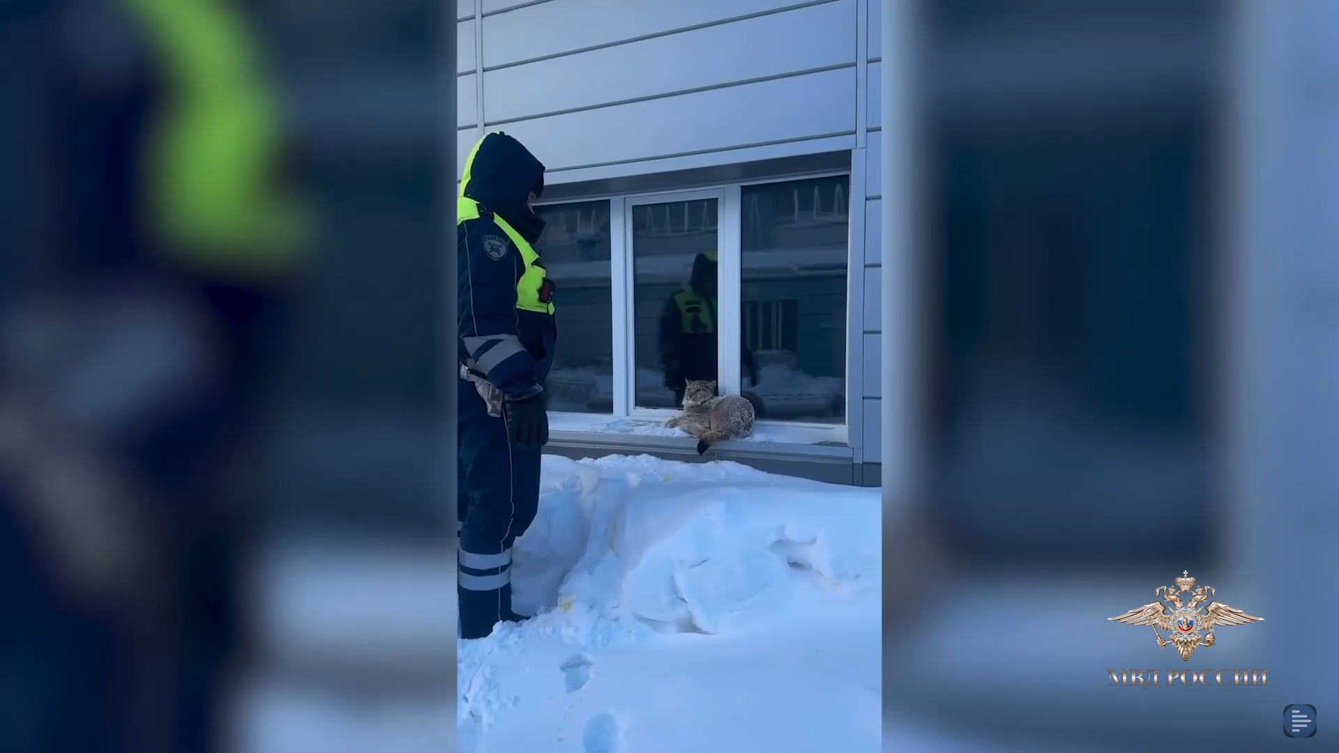 Рыси выходят к людям в поисках еды в российских регионах