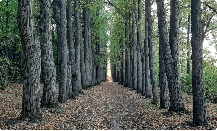 Судебный эксперт оценит парк усадьбы Нарышкиных-Паулуччи в Татарстане