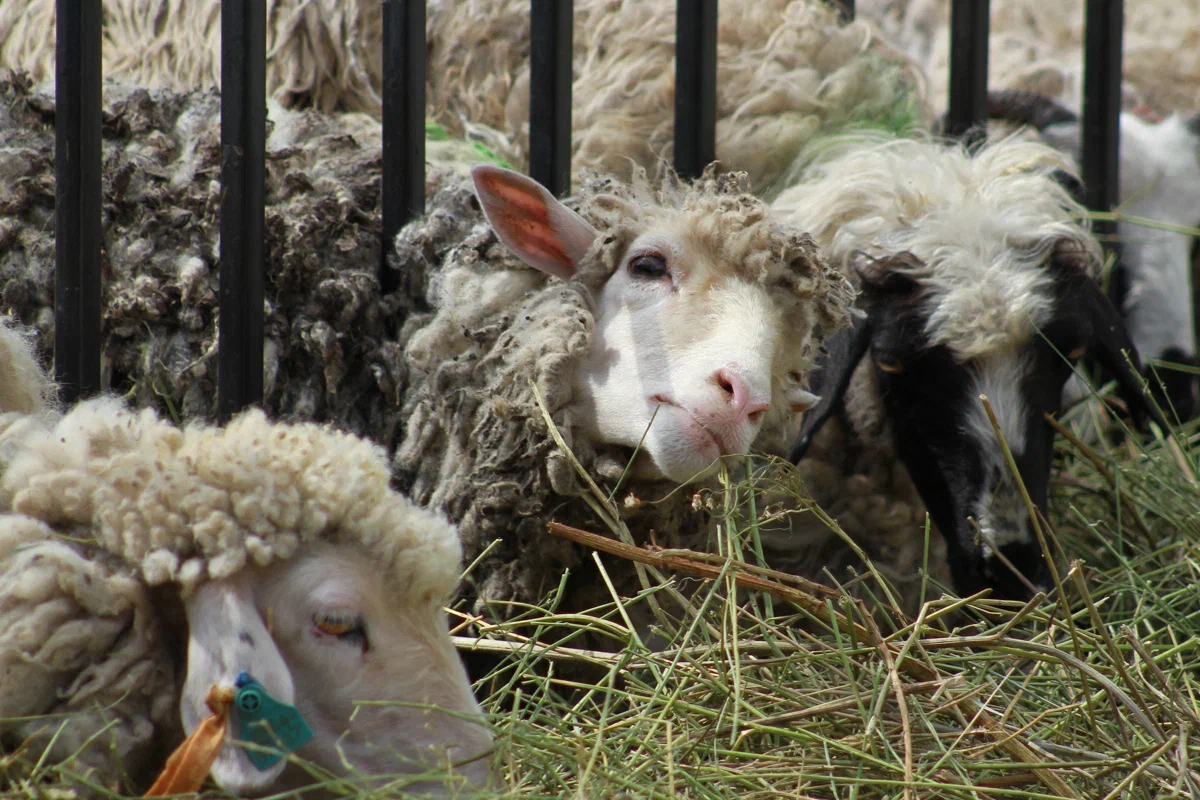 В Татарстане усилят контроль над ввозом скота перед Курбан-байрамом