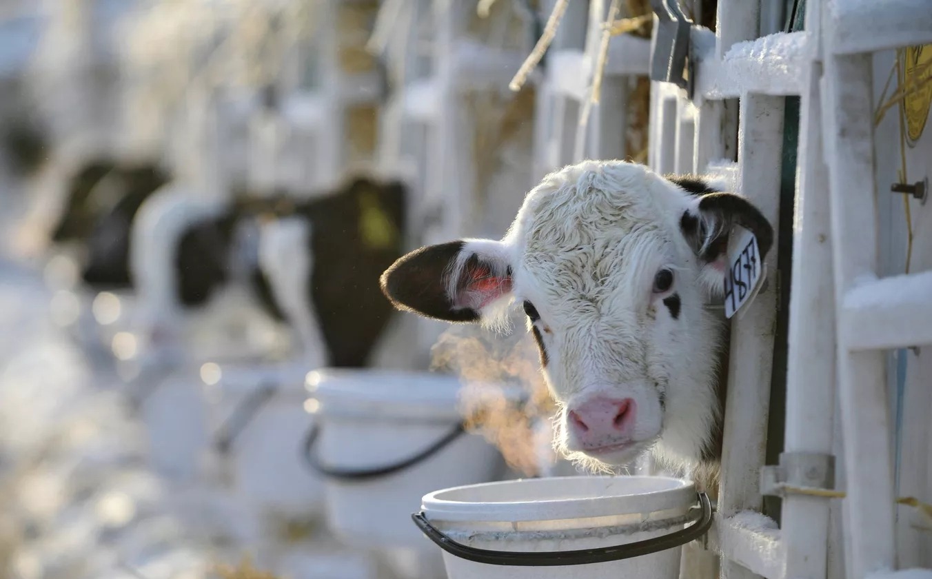 В Татарстане будут платить за быков: фермерам дадут по 35 тысяч рублей за голову